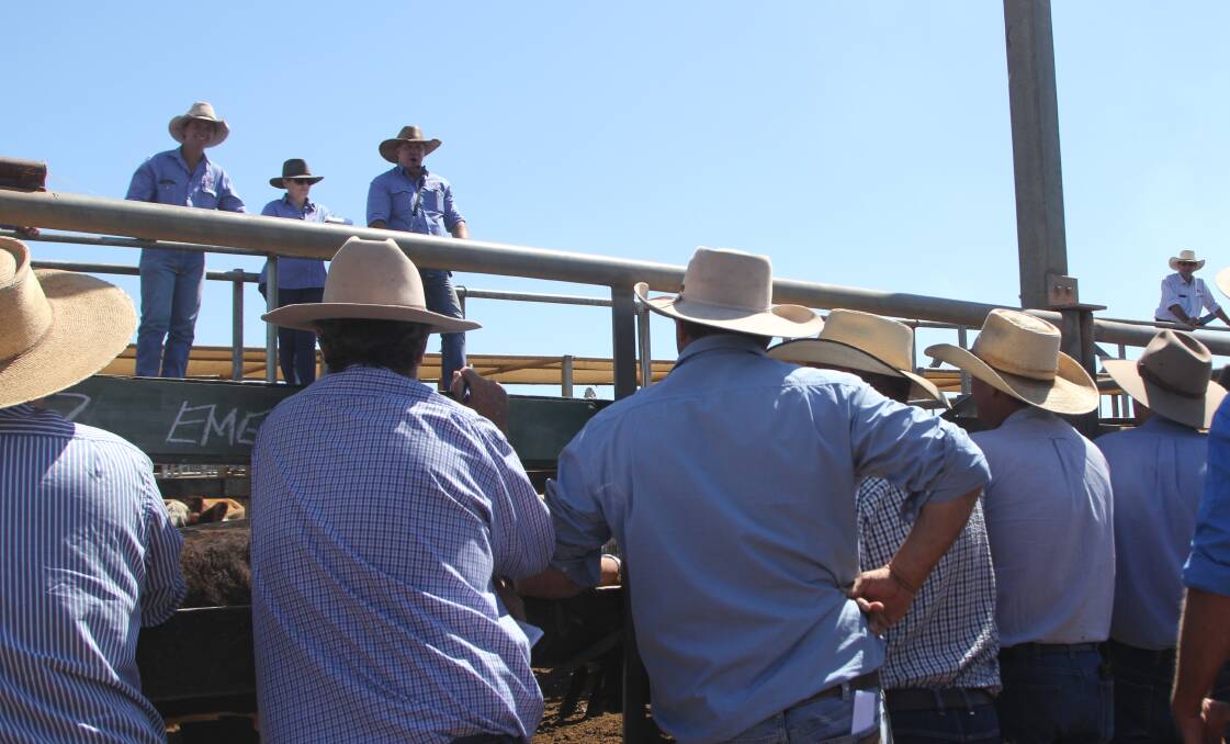 Roma vet Will Nason says the increase in cattle trading through saleyards is one of the reasons for the increase in reproductive diseases he's seeing.