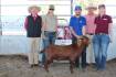 Red all the rage for Boer goat record