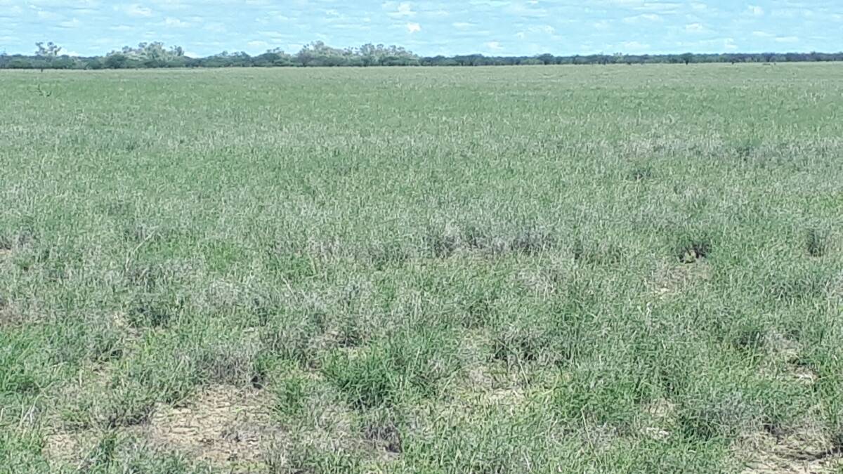 The McNamaras have had good relief rain on an additional area 60km south of Hughenden, which they will be relying on to see them through to the end of the year.