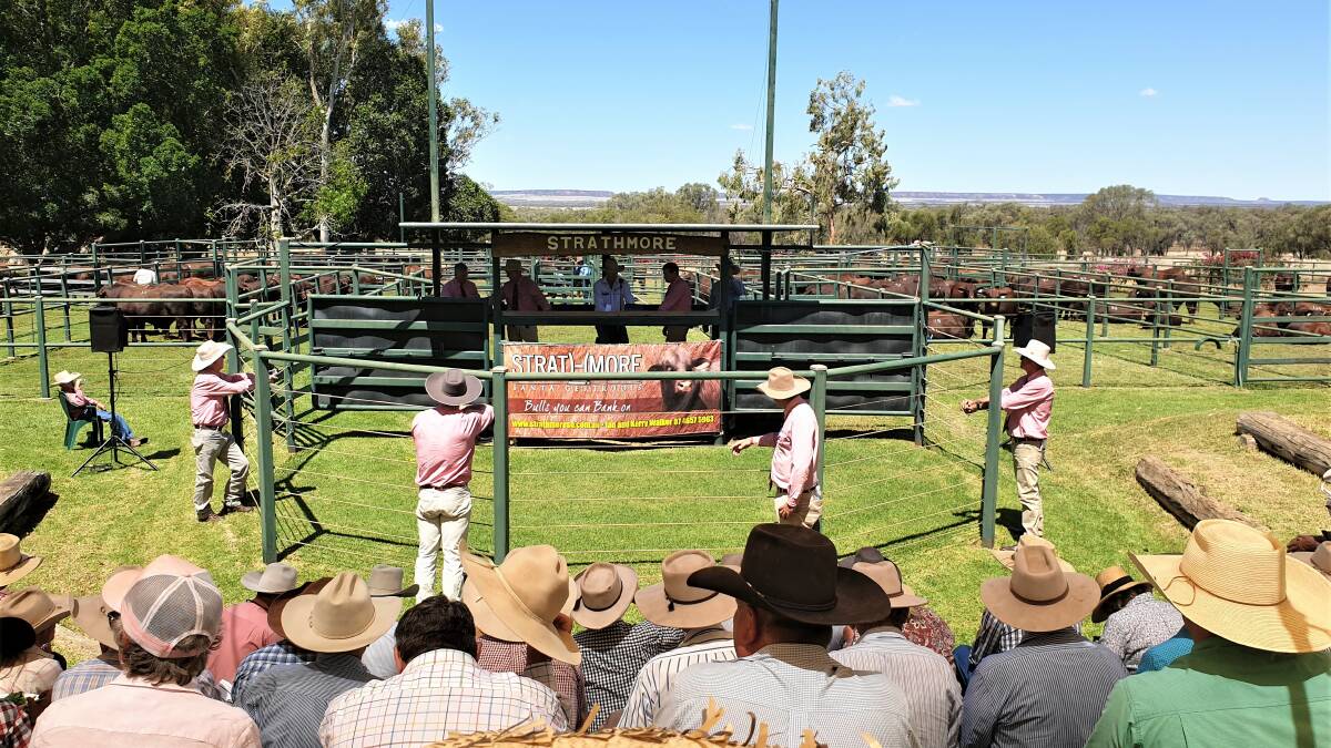 Strathmore bull sale claims solid $14,509 average