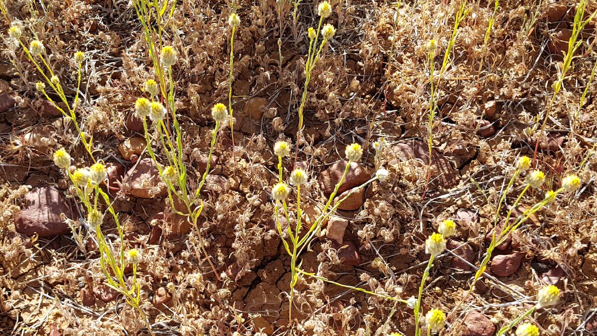 Winter rain after prolonged drought across western Queensland has resulted in abundant Pimelea in late winter and spring this year. Cattle graziers have been warned to be on alert for this very toxic plant among pasture tussocks. Pictures: supplied