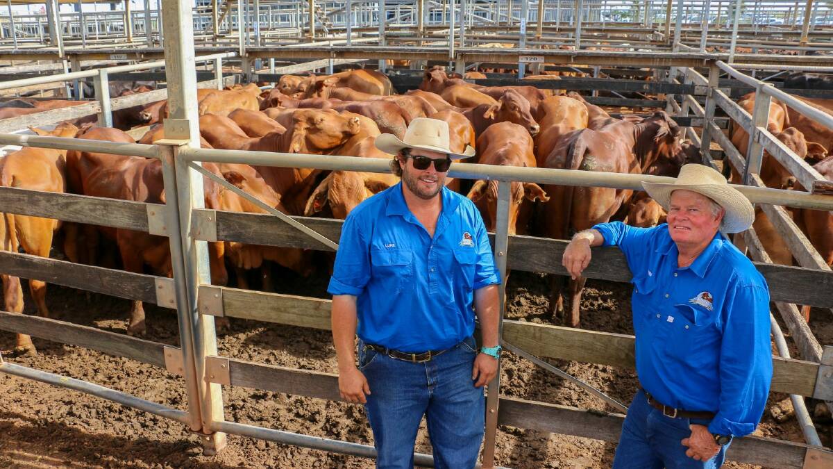 Luke and Peter Carrington pictured with a pen of their Droughtmaster cattle for sale at the Roma Saleyards. Picture: Maranoa Regional Council