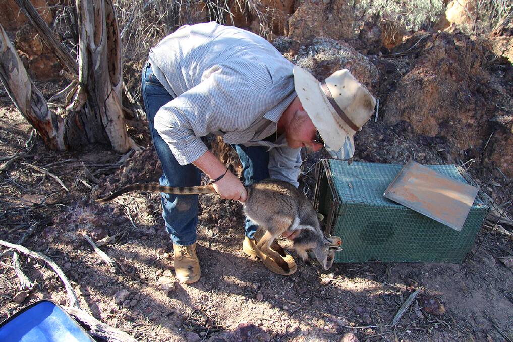 Dr Deane Smith examines a yellow-footed rock-wallaby during the project, which included work in the field at Quilpie, where exclusion fencing has been erected. 