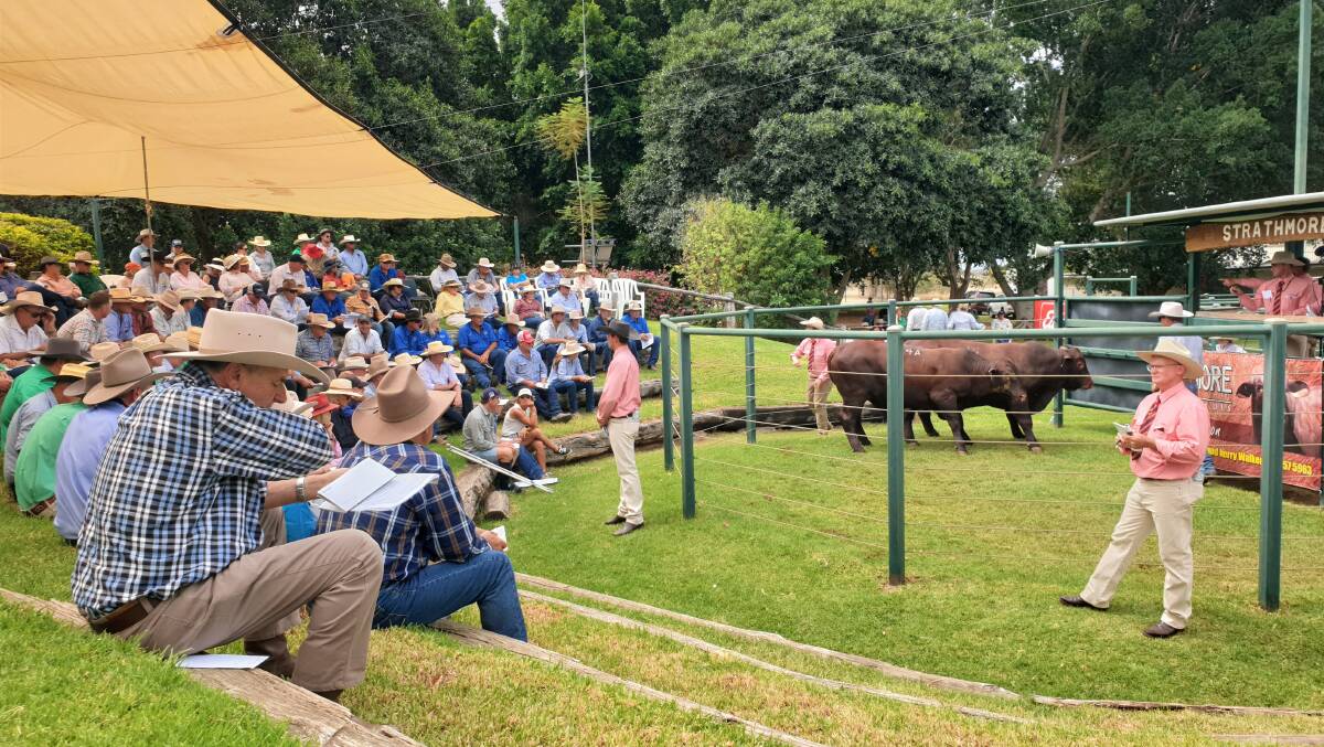 There was plenty of interest in the bulls on offer in the Strathmore sale ring.
