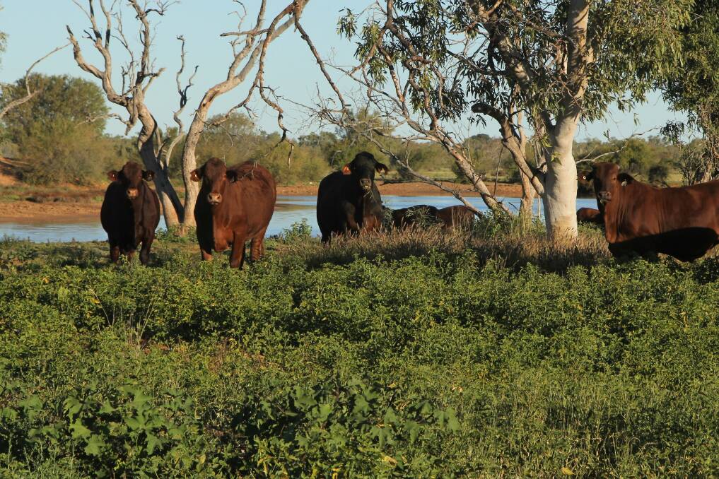 Rick and Ann Britton's bullocks are 'pouring on the weight' thanks to the Georgina lucerne and other herbage grown in the wake of March flooding down the Georgina River system in Queensland's far west.