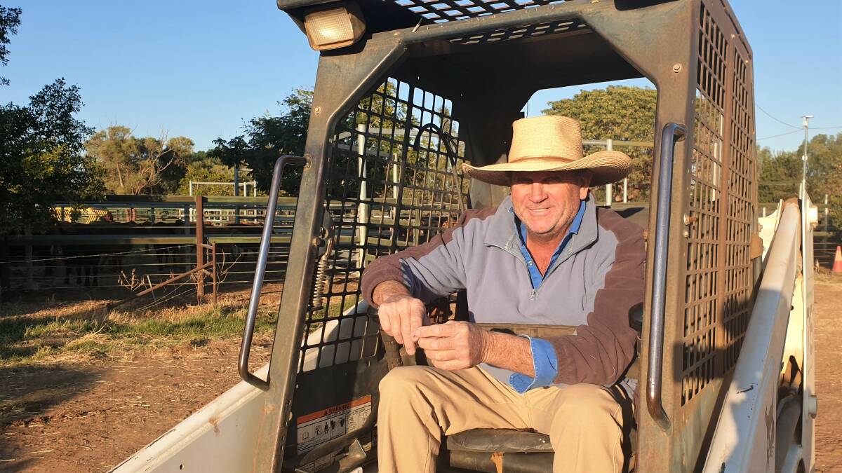 Blackall Saleyards manager Dave Carter up early delivering bales of hay to spell cattle.