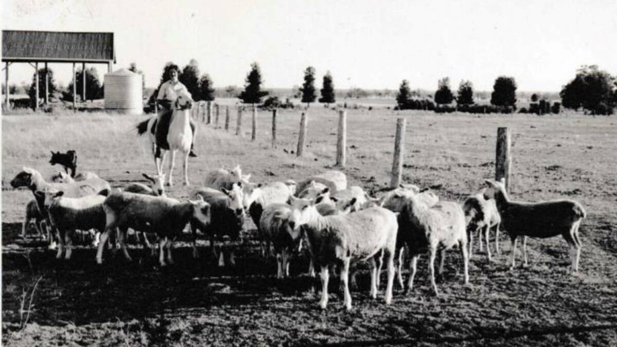 British traditions: Marie Hobbs, Thornloe, Chinchilla, mustering some of the family's Border Leicester flock in the 1960s. Picture: Hobbs family.