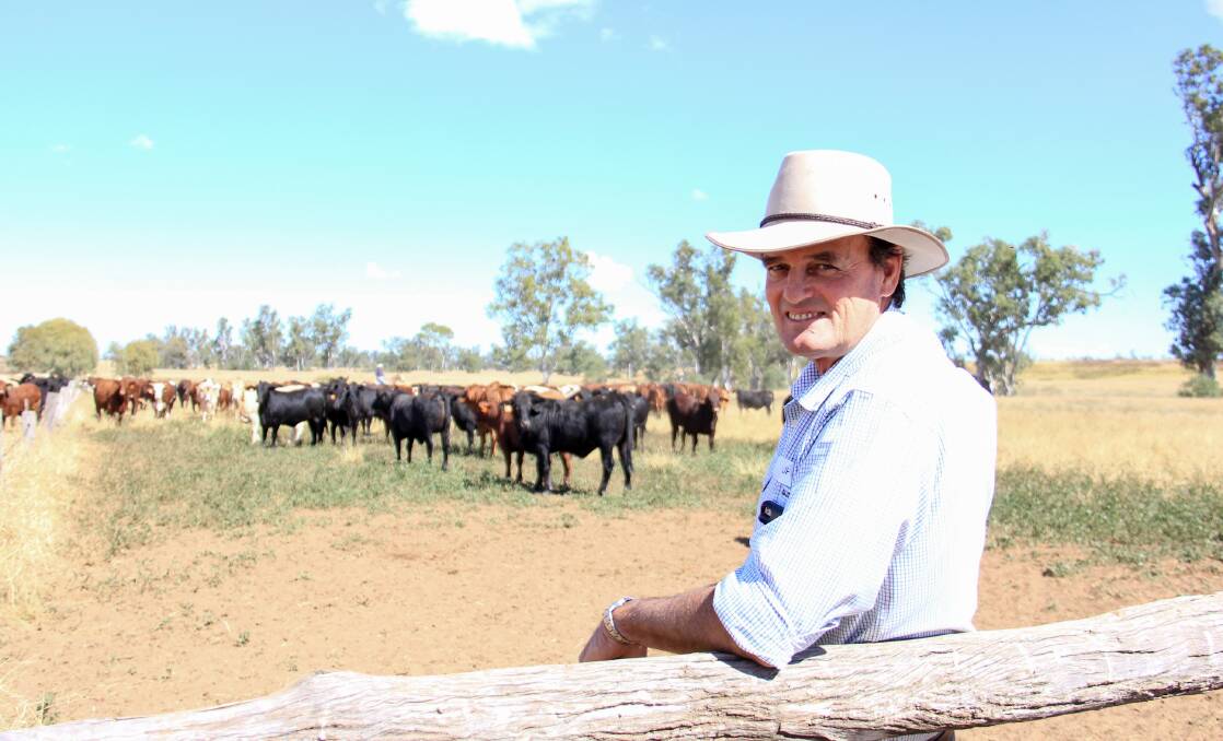 Philip Hughes inspecting some of the Rangeland Quality Meat heifers close to slaughter weight on property at Dulacca.