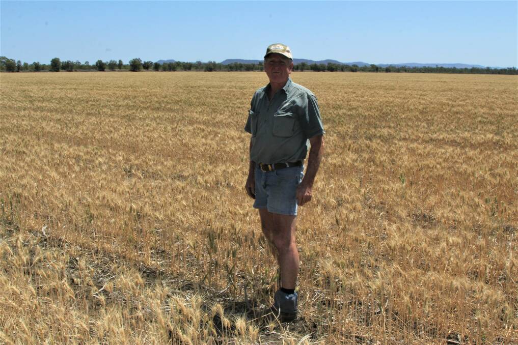 Peter Bradley examining the wheat crop on their Lindley Downs property at Orion, near Springsure.