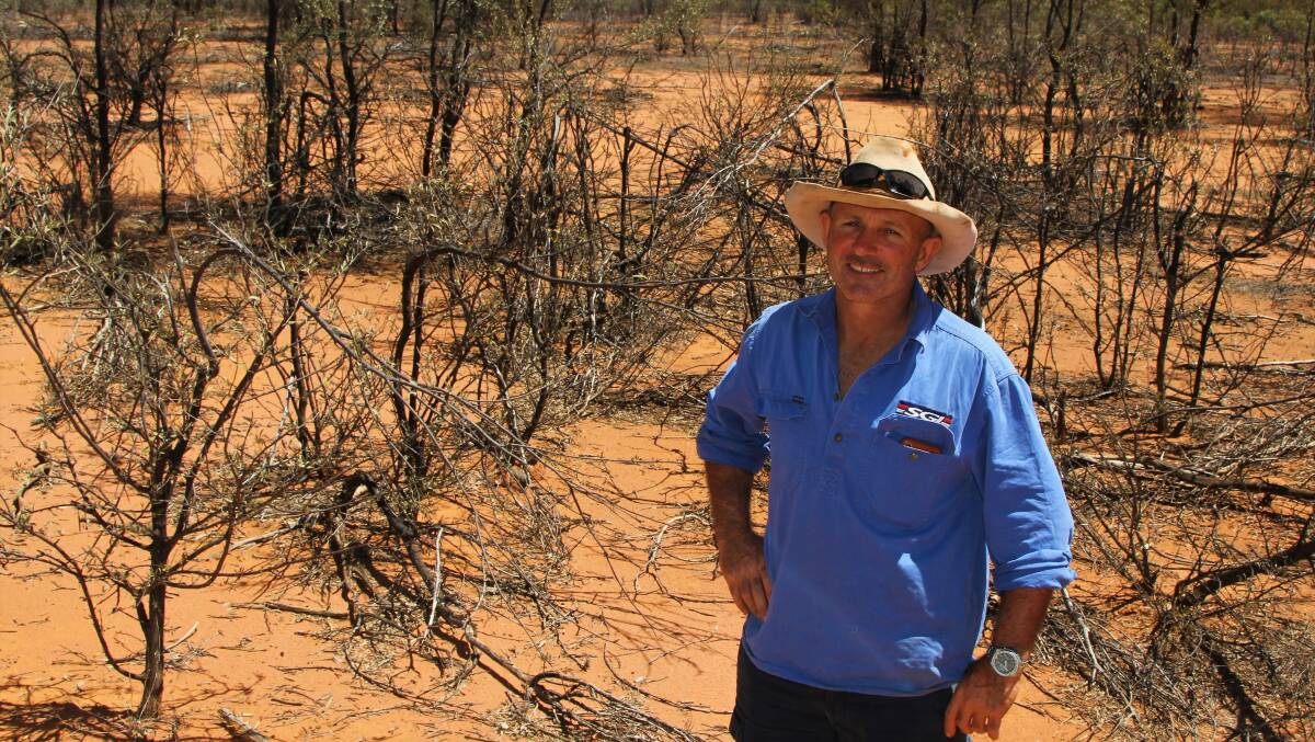 Money for trees: Wyandra grazier Stephen Schmidt says his carbon farming agreement has provided him with a cashflow on country that was never going to provide him with an equivalent income from running livestock.
