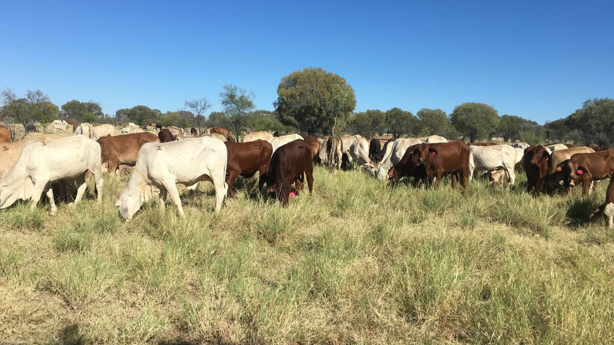 Far and wide: Some of Will Comiskey's bought cattle feeding out at Cloncurry in March this year. Photo: contributed.