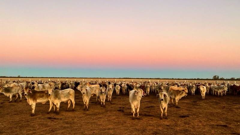 Some of the agisted cattle in portable yards east of Barringun, NSW. Pictures supplied.