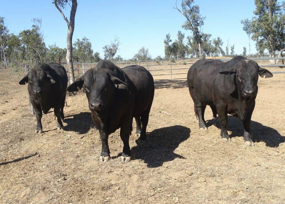 Debut: The Lloyds will make their debut as vendors at the 42nd ABCA-sponsored Rockhampton Brangus Sale where they’ll be offering three of their best herd bulls.