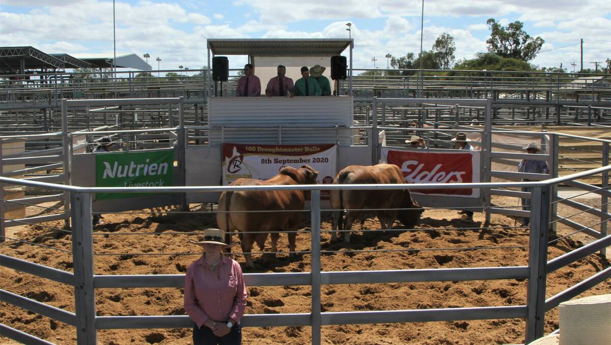 Some of the selling action at the Emerald Saleyards on Tuesday.
