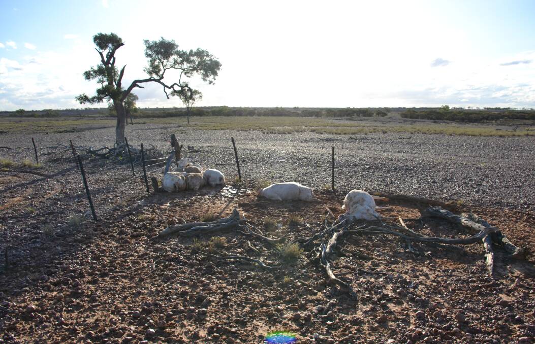 Some of Melinda Davies and Cameron Steadman's white Dorper stud ewes that succumbed to stress and exhaustion on the property west of Longreach. Pictures: Melinda Davies.