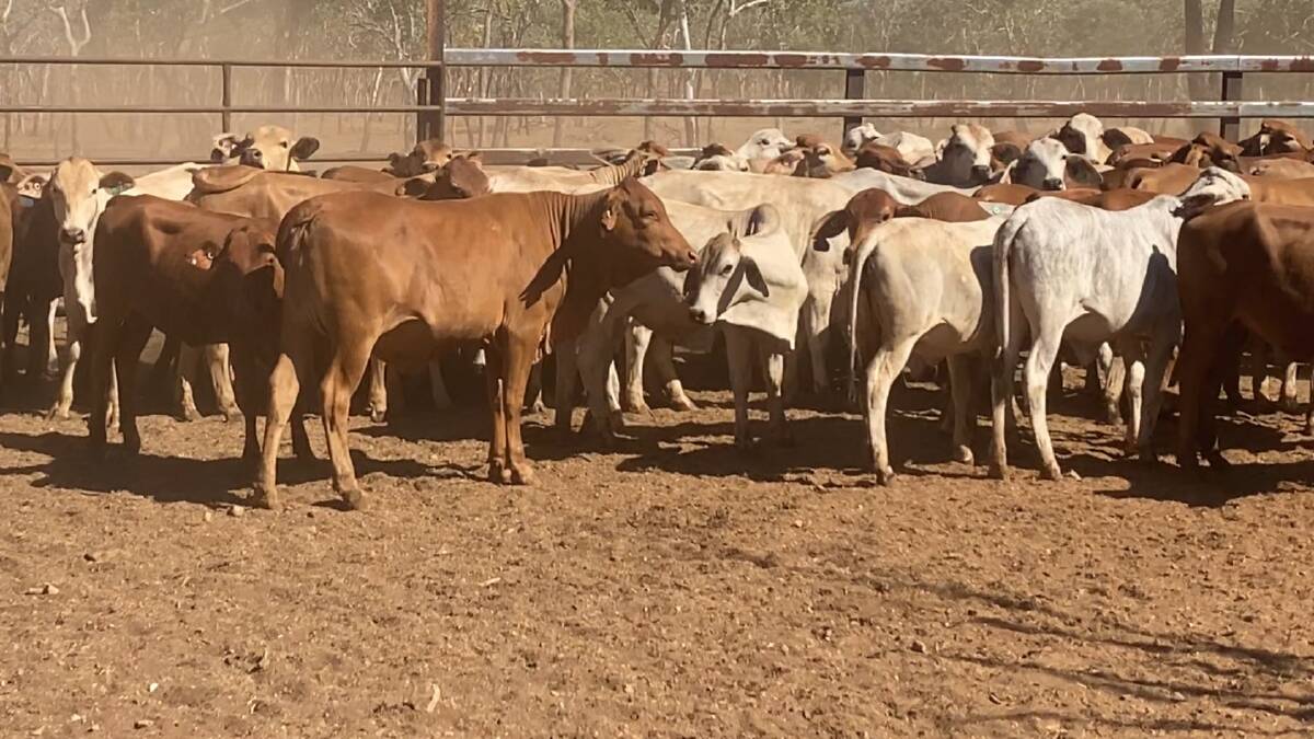 More of the cattle yarded up in the Northern Territory waiting transport to Longreach.