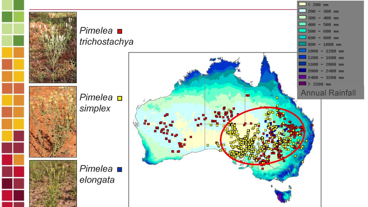 A map showing the distribution of the main pimelea species in Australia, courtesy of Australia's Virtual Herbarium.
