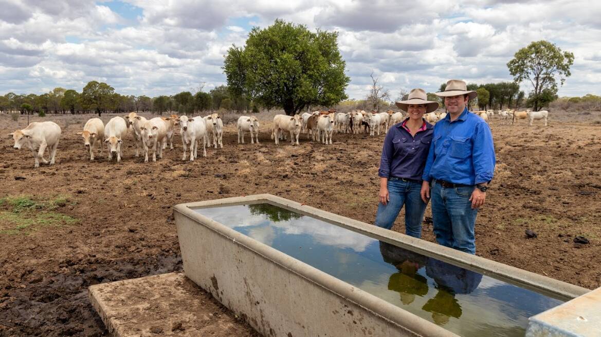 Cath and Fred Clark with some of the Charolais-Brahman progeny they've bred up at Euthulla, Roma. Pictures: Supplied