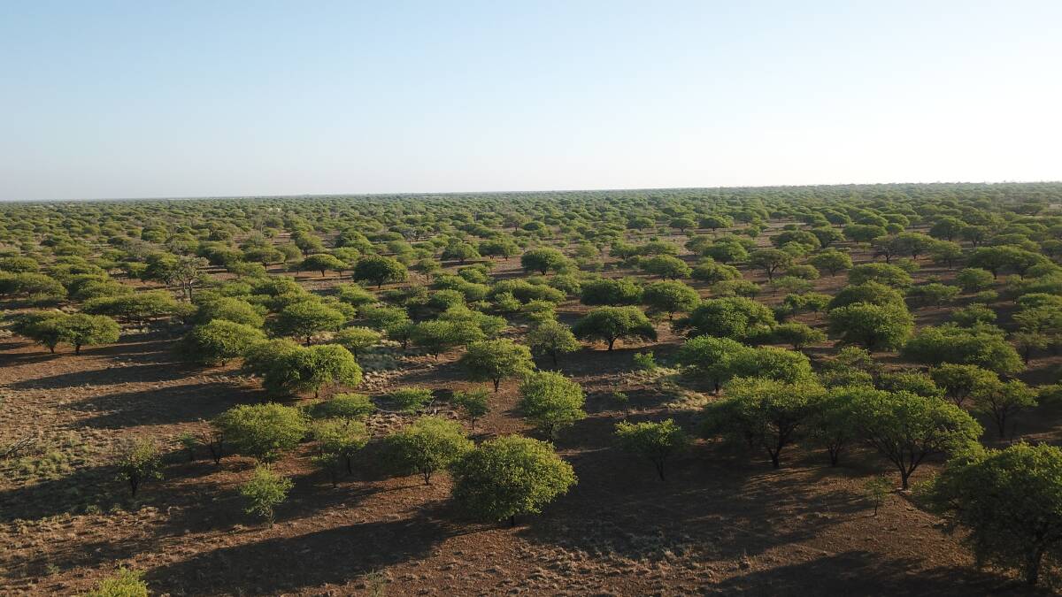 A prickly acacia forest in north west Queensland.