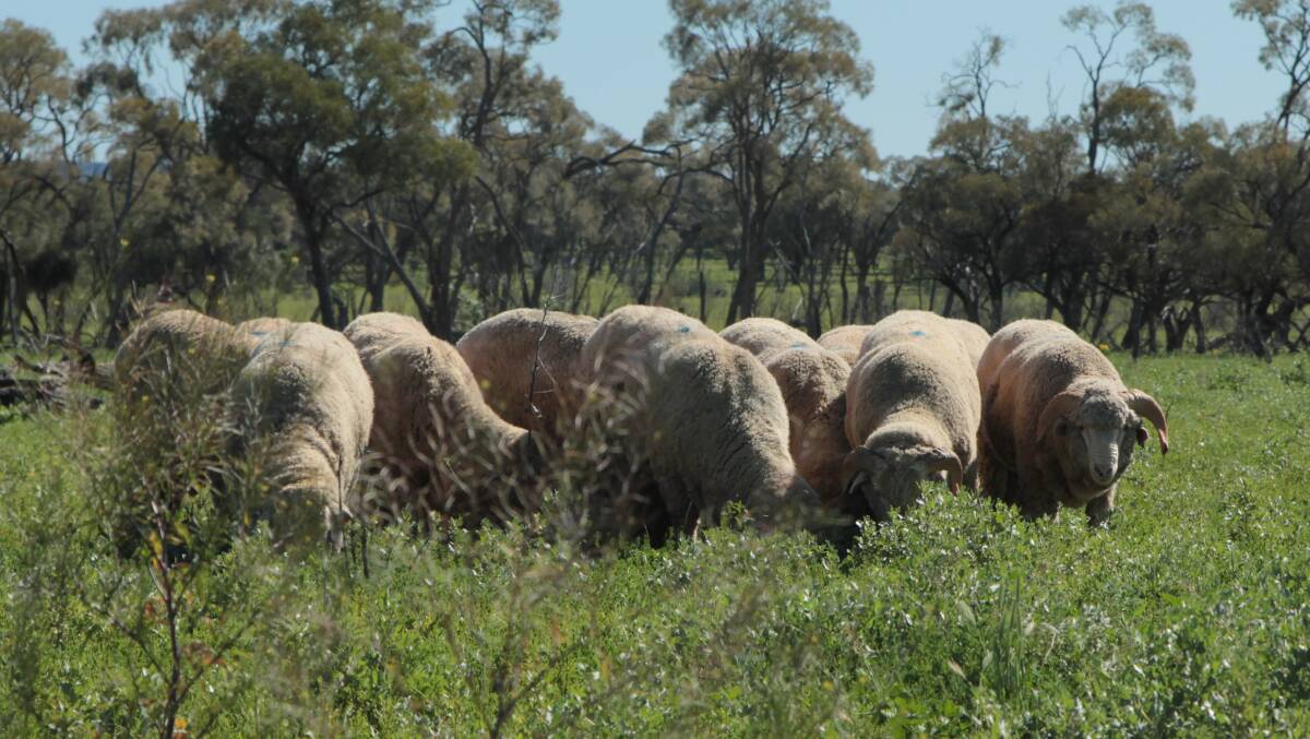 Rams in herbage after good winter rain at Amaroo, south of Blackall.