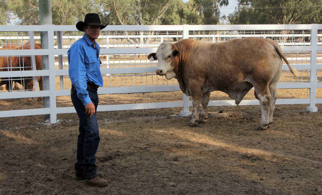 Trent Minnett pictured with Gowrie M209, the top-priced bull of the sale, purchased by the Mt Macquarie Pastoral Company, Blackall, for $15,000.