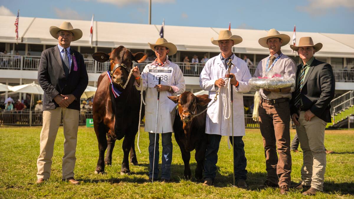 Judge David Bondfield stands with grand champion Santa Gertrudis cow and her calf, Murgona Impress, held by Kasey and Daniel Phillips, Murgona Cattle Co, trophy donor, Peter Mahoney, Gyranda, and Landmark's Colby Ede. Photo - Kelly Butterworth.