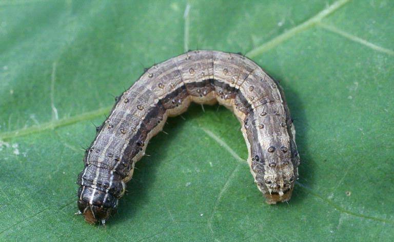 The fall armyworm in its caterpillar stage. Photo - Russ Ottens, University of Georgia, Budwood.org