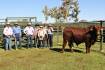 Strathmore bull sale claims solid $14,509 average