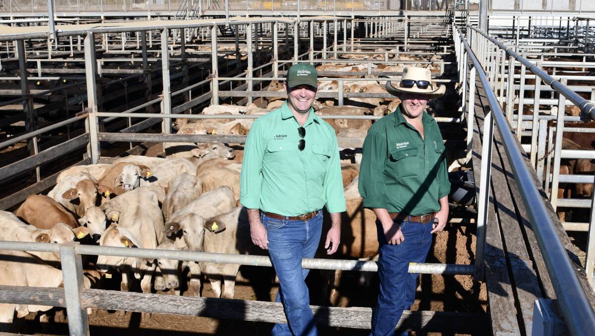 Nutrien Quilpie's Ben Hall and Chris Allan were on hand to watch the donated cattle sold at Roma last week.