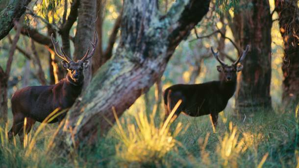 Feral deer are one of the many types of game legitimately able to be hunted on public land in all states and territories other than Queensland and Western Australia.