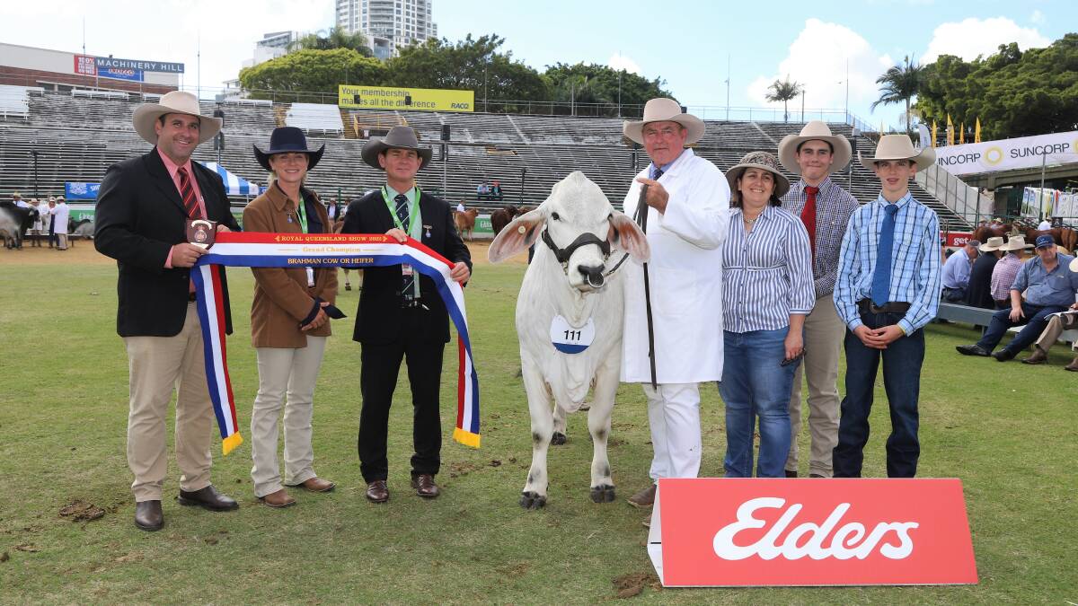 Terry, Sue, Tim and Zac Connor with grand champion cow Timbrel Miss Nala, Elders representative Anthony Ball, and judges Bridie Fenech and Reade Radel. Picture: Sally Gall