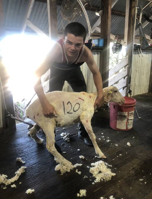 Marshall Baillie with his highest tally so far, 120 sheep shorn at Macfarlane Station, Tambo. Picture: supplied