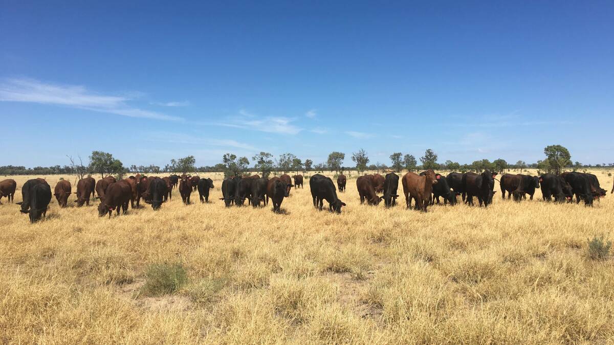 Feeding out: Some of Will Comiskey's PTIC heifers on agistment at St George that he sold on AuctionsPlus in March. Photo: contributed. 