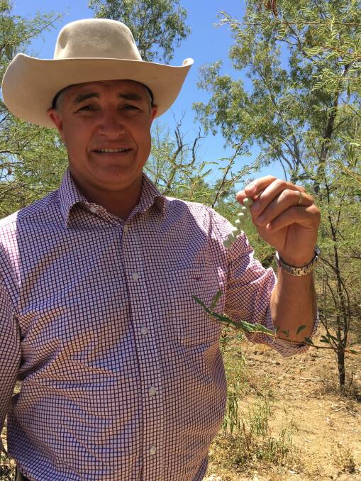 KAP leader Rob Katter and some of the estimated 160,000 seeds that a single prickly acacia plant grows each year. Photo: Sally Gall