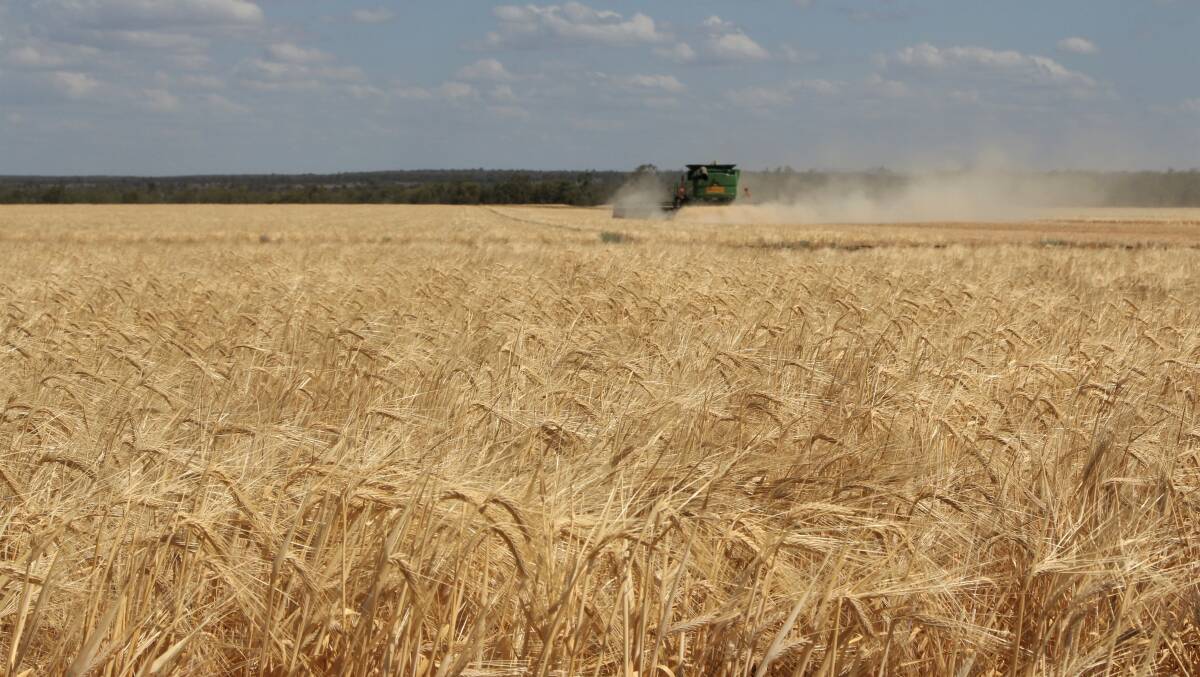 One of the paddocks of dryland barley Richard Daniels was able to harvest, before a hail storm across his country at Gindie. Photo: Sally Gall
