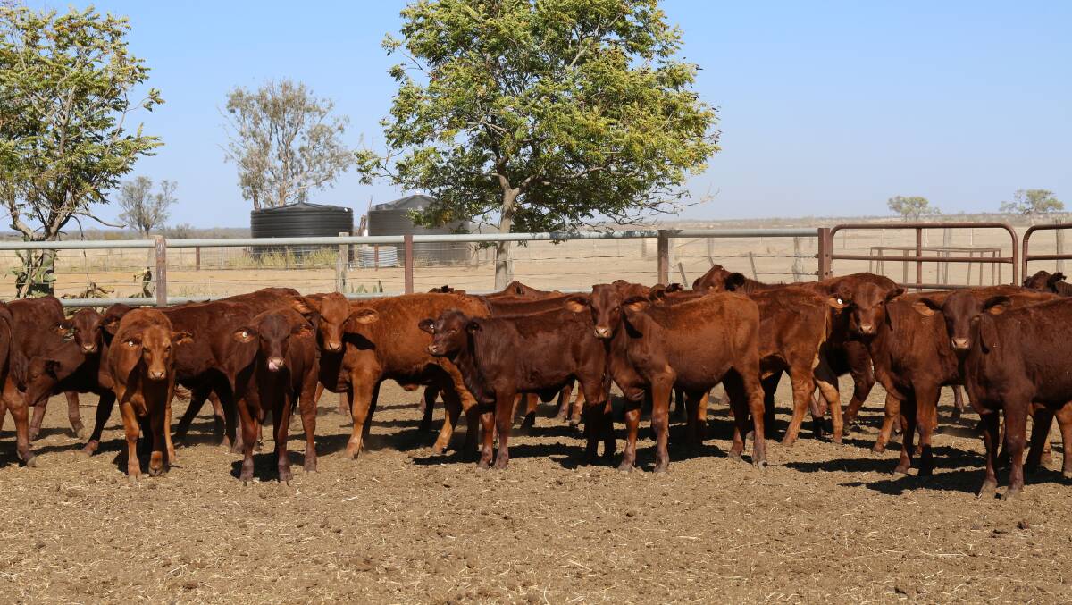 A portion of the early weaned Santa Gertrudis heifers from Alice Downs at Blackall that sold for 573c/kg on AuctionsPlus last week, 90 cents above the average price for the week.
