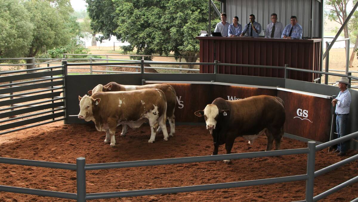 Action in the sale ring at Inverrio, east of Duaringa.