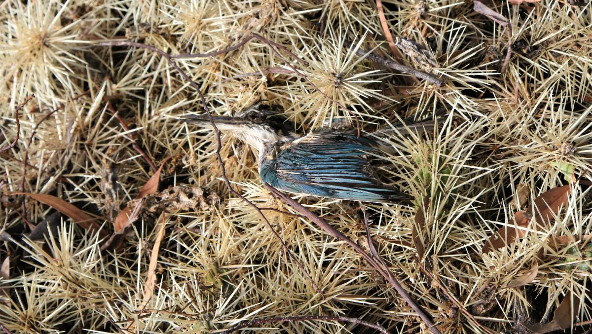 A kingfisher impaled upon the spines of a Hudson pear plant at Cooladdi.