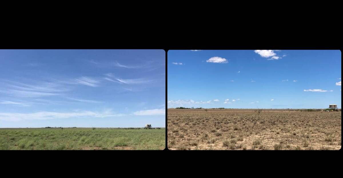 The photo on the left was taken at Wyora on January 18 after 96mm of rain, while the contrasting picture is of the same location on February 15, after another 86mm of rain, plus a grasshopper attack.