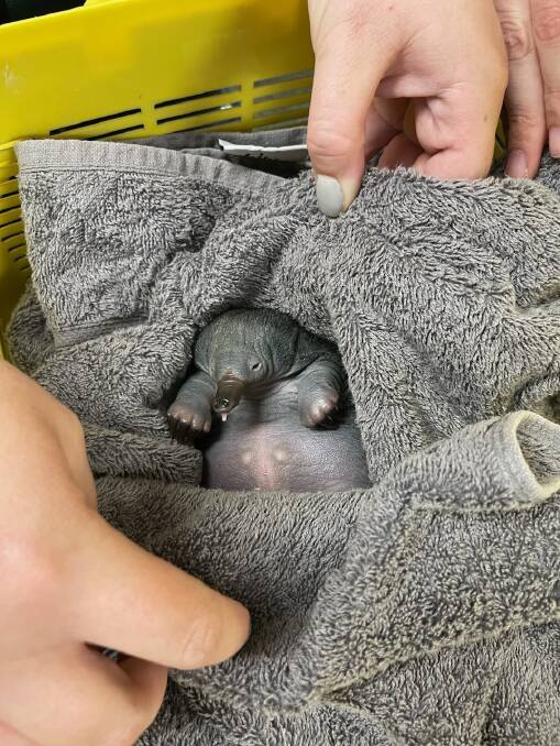 A rescued echidna puggle wrapped in a towel at the Dalby Police Station. Picture supplied by Police Media.