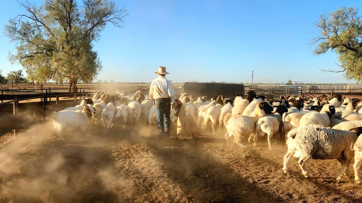 Renton Bredhauer, Claverton, Wyandra, drafting Dorper rams, plus Boer billies that joined the mob. Picture: Sally Gall