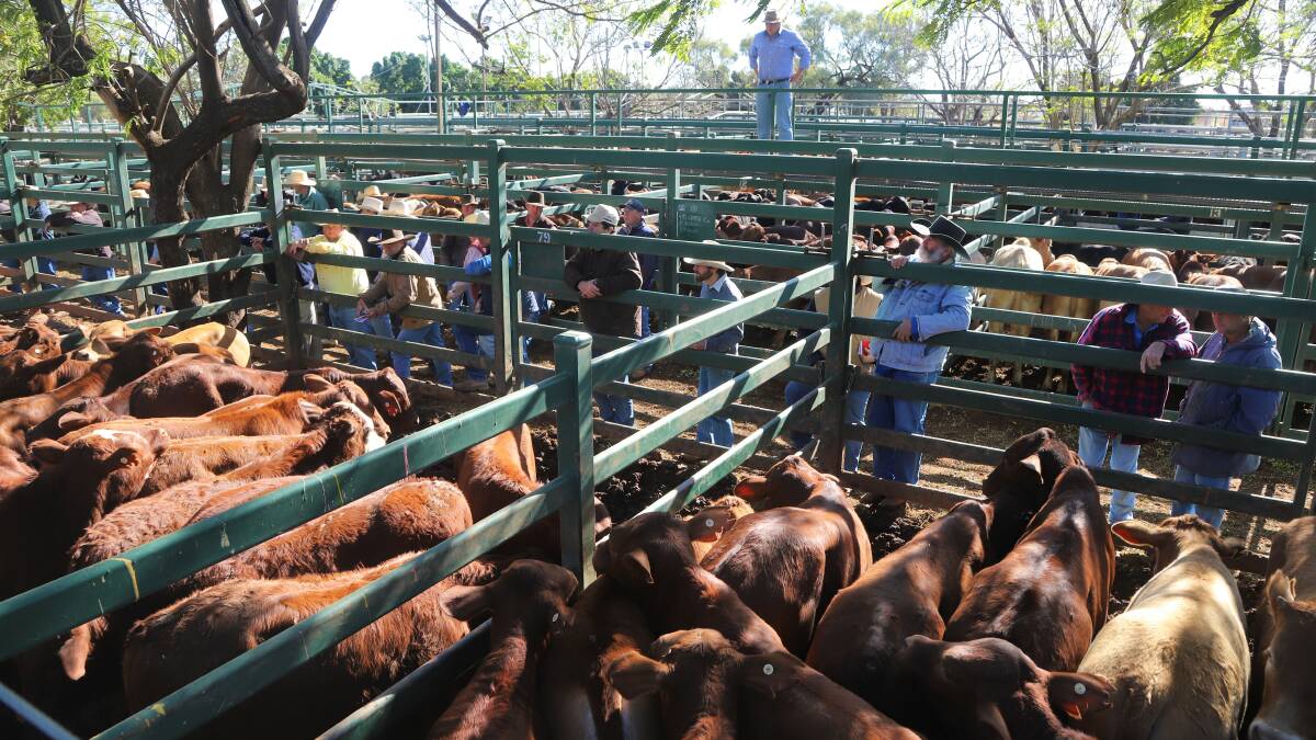 Santa weaners rebound from drought to top Blackall sale