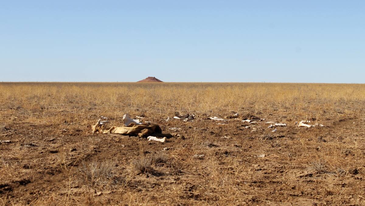 Bare bones: The depressing landscape 100 kilometres west of Winton in 2015. Picture by Sally Cripps.