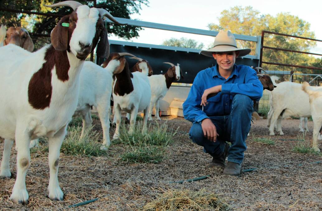 Boer Goat Herd A Launching Platform For Blackall Brothers Queensland Country Life Queensland