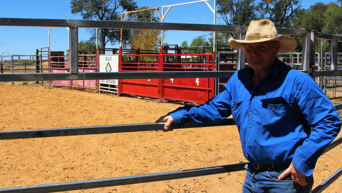 Outside: Bomber has a mini rodeo arena set up at home at Douglas Park where their weaner bulls are tested.