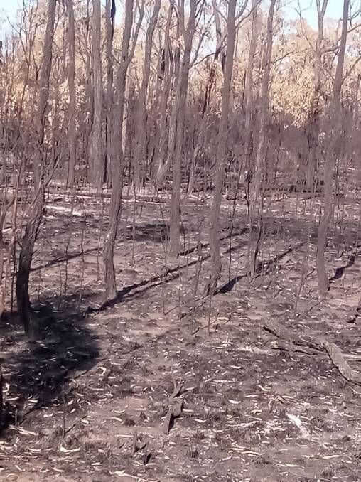 The bushfires at Miles burnt all vegetation.