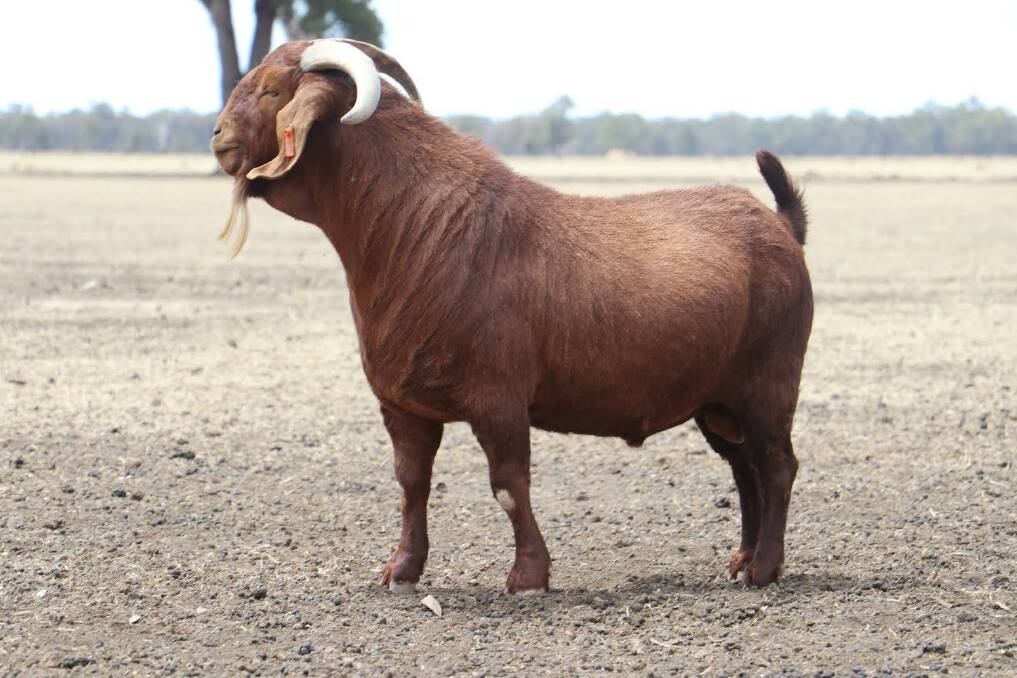Under the Boer Goat Breeders Association of Australia regulations, this is described as a Red Boer goat sire.