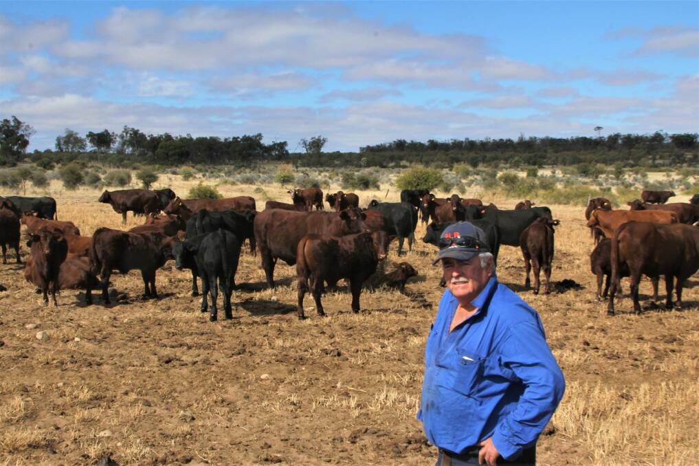 Picture of contentment: John Brown looks over his mix of Santa Gertrudis and Angus cows and calves on the mid-winter pasture at Tambo. Pictures: Sally Gall.