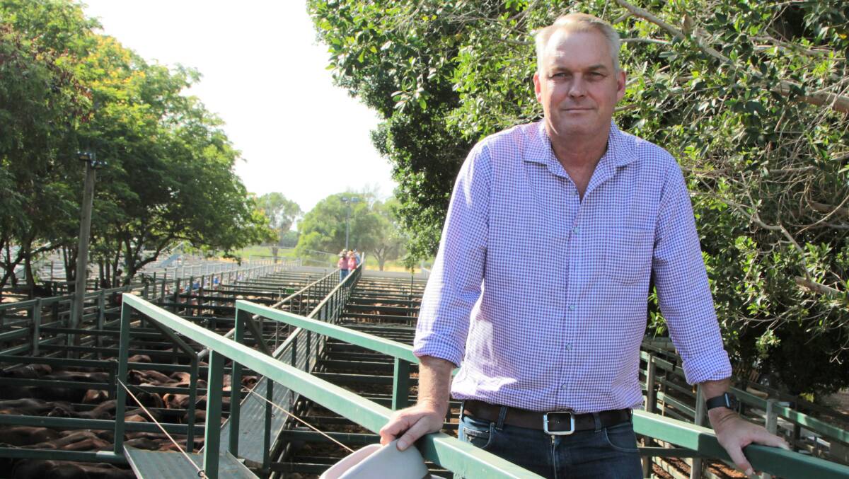 Gregory MP Lachlan Millar pictured at the Blackall saleyards. Picture: Sally Gall