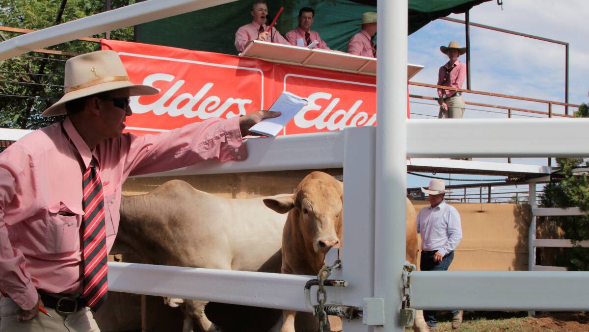 Open for business: There was an 85 per cent clearance at the Elders Invitational bull sale in Longreach on Friday, featuring Shorthorn, Angus, Braford, Charbray, Santa Gertrudis and Droughtmaster breeds. Picture: Sally Cripps.